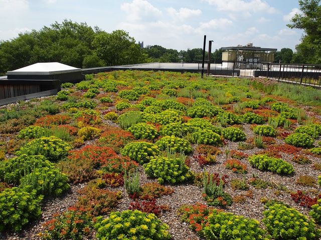 acoperis verde-extensiv odu green roof